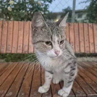 گمشده گربه
