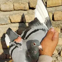 11 عدد کبوتر|پرنده|گرگان, |دیوار