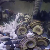 150تاحلزون رامشورن و 30تا کلمبیایی  فروش یا معاوضه