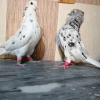 کبوتر دم سفید خوشرنگ وکله ای|پرنده|برازجان, |دیوار