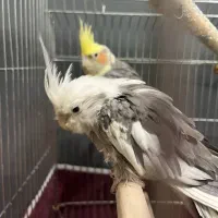 عروس هلندی نر وماده|پرنده|هشتگرد, فاز ۳ مهستان|دیوار