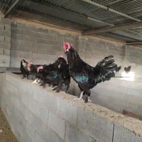 خروس مرندی اصل