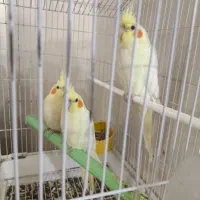 طوطی عروس هلندی قیمت۲۰۰۰۰۰۰|پرنده|بهبهان, |دیوار