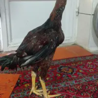 جوجه خروس صابونی تاج مهر|حیوانات مزرعه|مینودشت, |دیوار