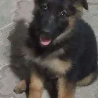 سگ ژرمن شپرت