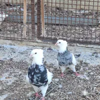 کبوتر طوقی کله ای سینه ای|پرنده|شهرضا, |دیوار