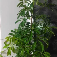 گل شفلرا بزرگ