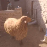 فروش قوچ هترو