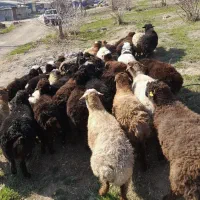 فروش زنده گوسفند بهداشتی حضوری و خرید تلفنی|حیوانات مزرعه|تهران, شهرک گلها (تهرانسر)|دیوار