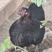 یک عدد مرغ و ۳ تا جوجه تقریبا بالغ