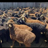 شرق وغرب زنده میخوای بامن گوسفند ببر|حیوانات مزرعه|تهران, جنت‌آباد جنوبی|دیوار