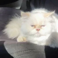 گربه|گربه|ماکو, |دیوار