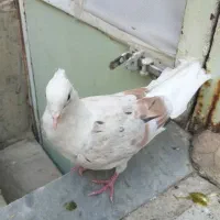 ۳ تا پرنده|پرنده|بروجرد, |دیوار