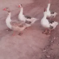 غاز|حیوانات مزرعه|کوهدشت, |دیوار