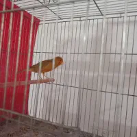 تعدادی قناری|پرنده|کرمان, |دیوار