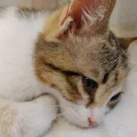واگذاری گربه