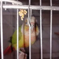 گرینچک مولد در حال تخم.در رباط کریم|پرنده|چهاردانگه (تهران), |دیوار