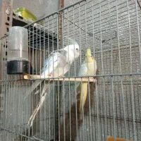 سه جفت عروس هلندی