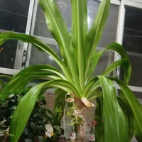 گل وگیاه|گل و گیاه طبیعی|اصفهان, شهرک میلاد|دیوار