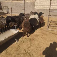 12راس میش افشاری جوان با بره 30کیلویی|حیوانات مزرعه|حبیب آباد, |دیوار