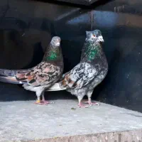 کبوتر گمشده