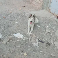 سگ هاسکی