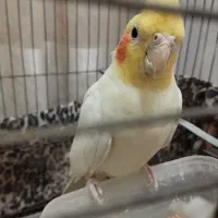 عروس هلندی سالم و سرحال