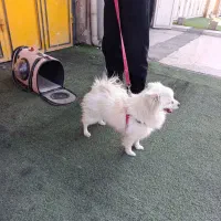 سگ پامرین اصلی ماده کادو بده ولیتاین