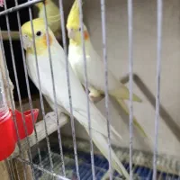 یک جفت عروس هلندی