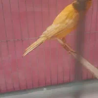 قناری نر پرتقالی