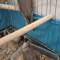 عروس هلندی|پرنده|قصرشیرین, |دیوار