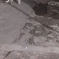 حراج حراج اشپیتز پامر. عوض میکنم با پرنده