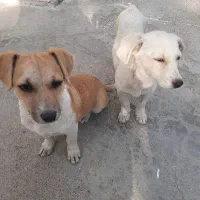 مینیاتوری، باهوش،|سگ|بیستون, |دیوار