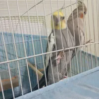 طوطی عروس رام سخنگو