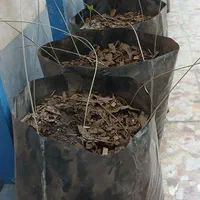 کیسه نهال|گل و گیاه طبیعی|اهواز, حصیرآباد|دیوار