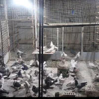 کفترنسل قدیم پرشی