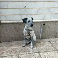 سگ نژاد دار اشپیتس|سگ|خسروشاه, |دیوار