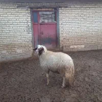 ورن سنجابی رگ دار