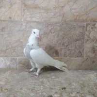 کفتر رنگه. طوقی هفترنگ جفتگاه دمسفید ساده افغانی|پرنده|مشهد, شهرک شهید باهنر|دیوار