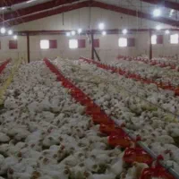 کارگر مرغداری گوشتی 20 هزارتایی