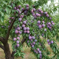 آلو بخارا و پفکی گردو پیوندی و ارقام نهال