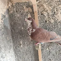 کفتر|پرنده|مشهد, کارمندان دوم|دیوار