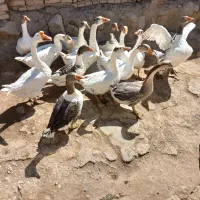 غاز قوغاز|حیوانات مزرعه|نهاوند, |دیوار