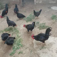 فروش مرغ و خروس اصیل محلی