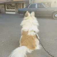 سگ پامر روباهی اصیل|سگ|اصفهان, گلزار|دیوار