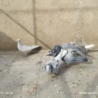 کبوتر پرشی اصل|پرنده|قرچک, زیبا شهر|دیوار