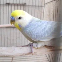 یک جفت مرغ عشق رینبو و یک عدد نر