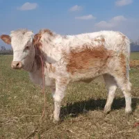 لیشه چالوسی گوساله ماده گاو