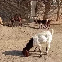 بز پاکستانی