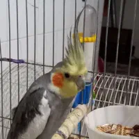 عروس هلندی|پرنده|قدس, شهرقدس|دیوار